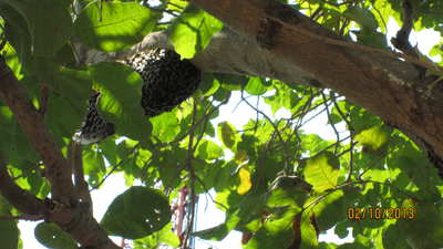 Bees in tree