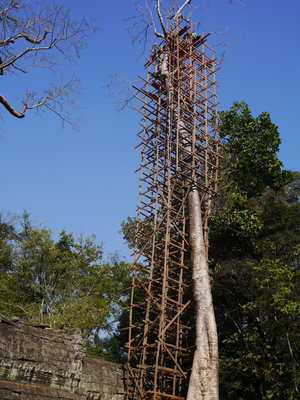 Tree work, Cambodian style