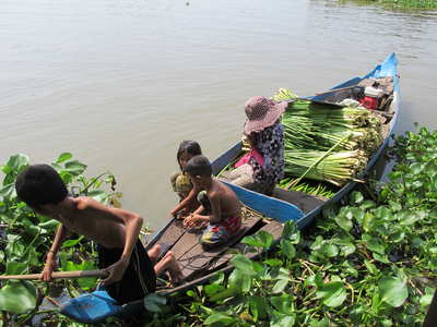 Collecting water hyacinth