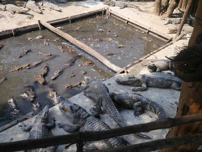 Alligator farm