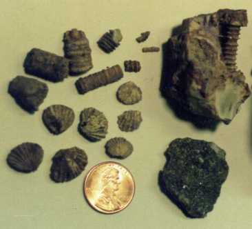 small fossils
