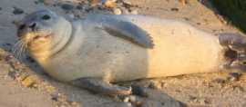 Seal resting on Cape Cod Bay beach
