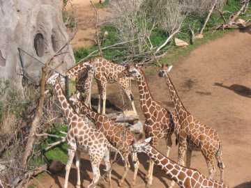 Giraffes at Colorado Springs Zoo