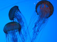 Jellyfish Boston Acquarium