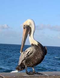Pelican at Deerfield Pier, FL