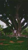 Tim in arboretum